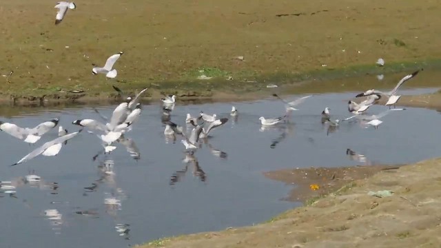 Brown-headed Gull - ML613802635