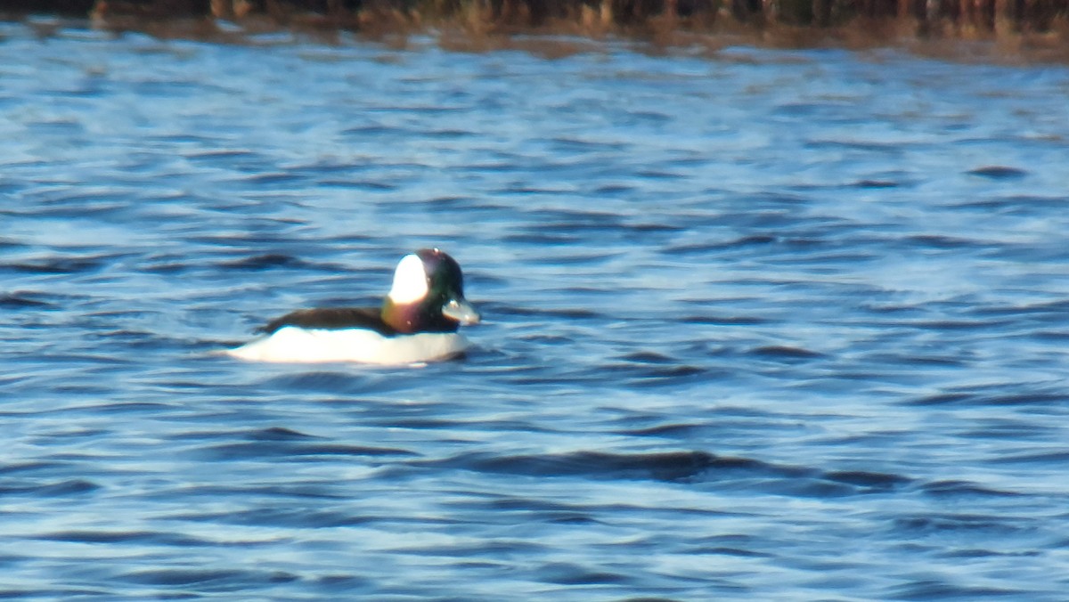 Bufflehead - ML613802720