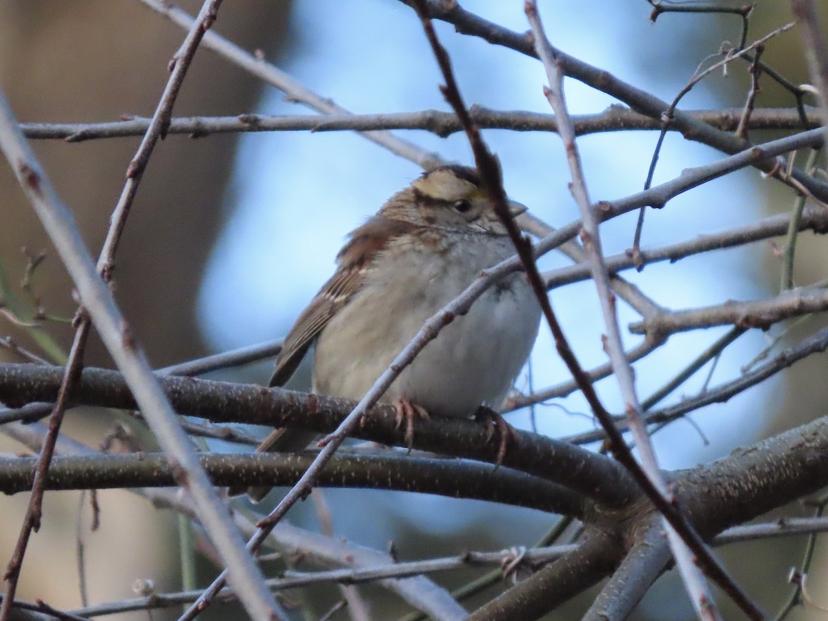 White-throated Sparrow - ML613802734