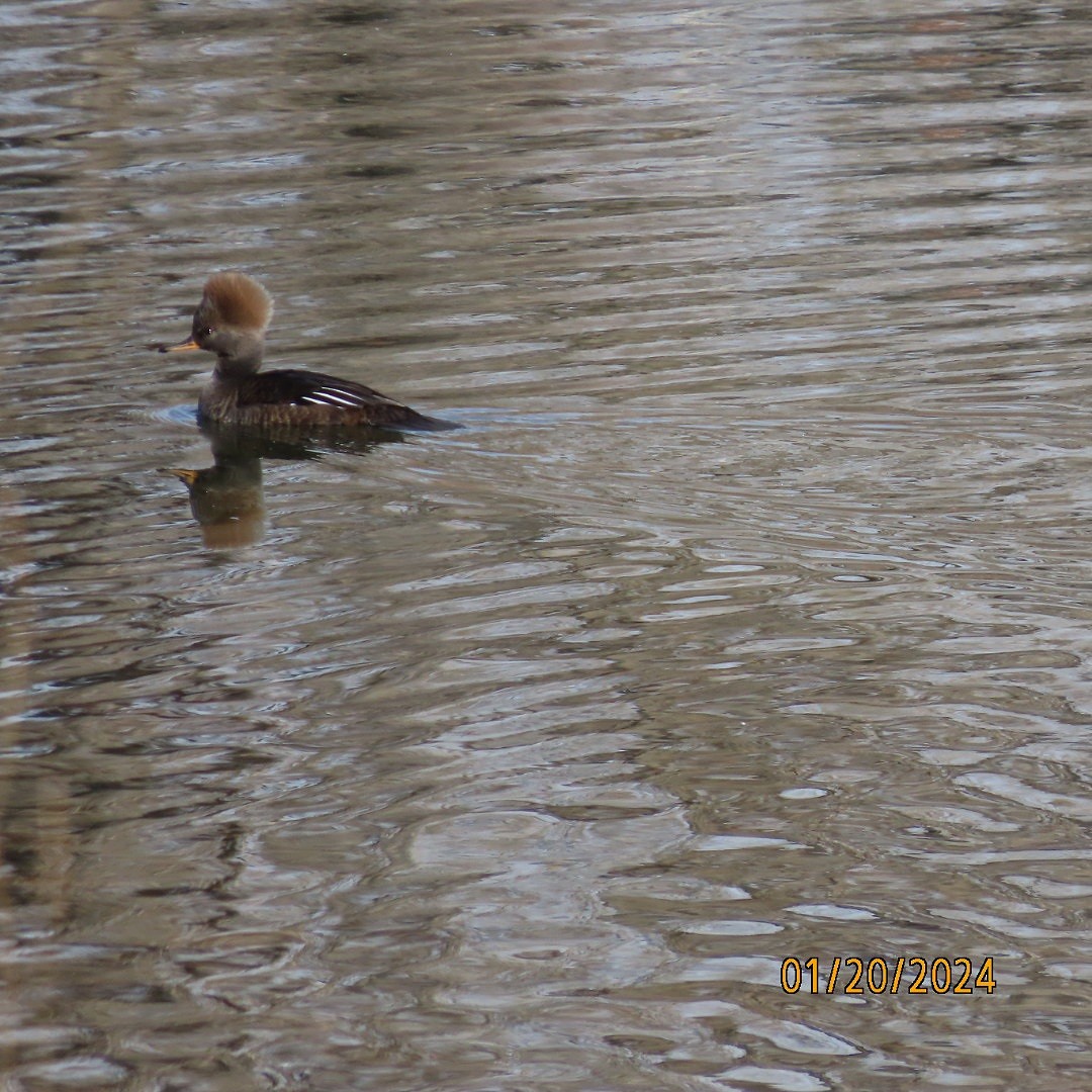 Hooded Merganser - ML613802772