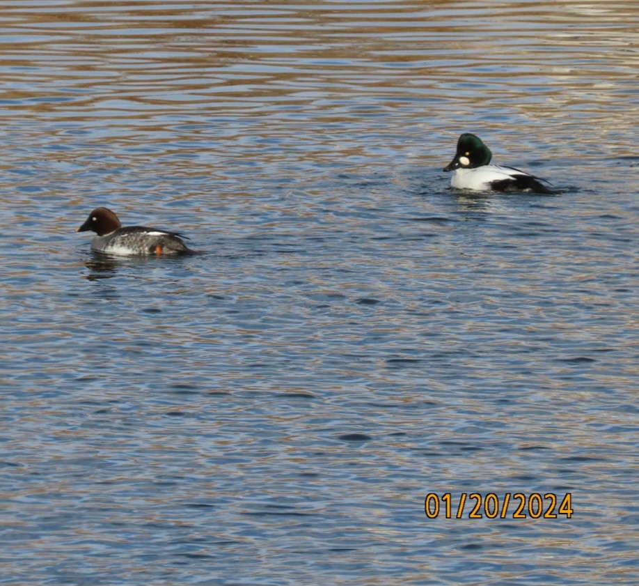 Common Goldeneye - ML613802827