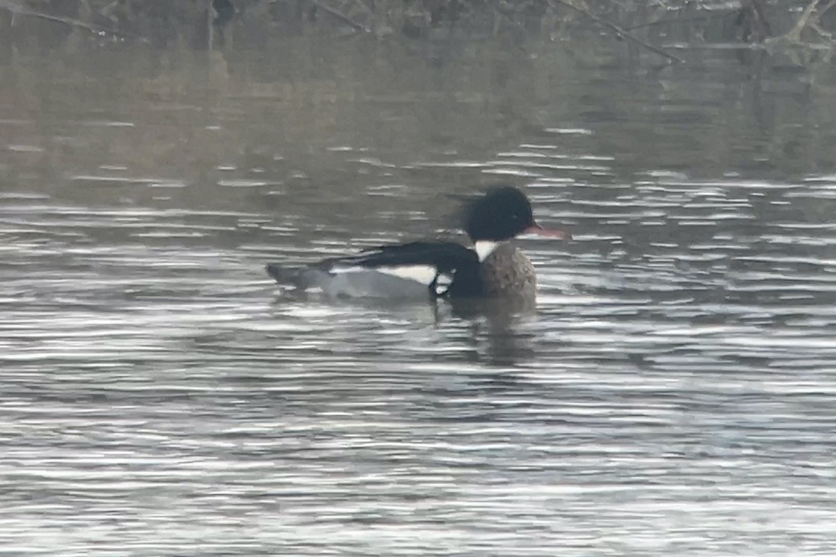 Red-breasted Merganser - Thomas Doebel