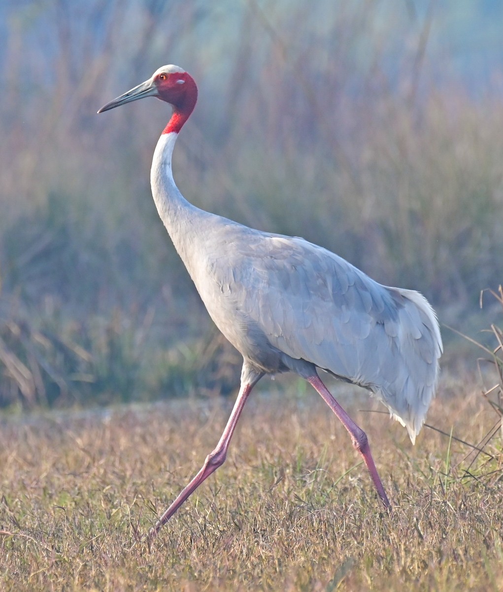 Sarus Crane - Arindam Roy