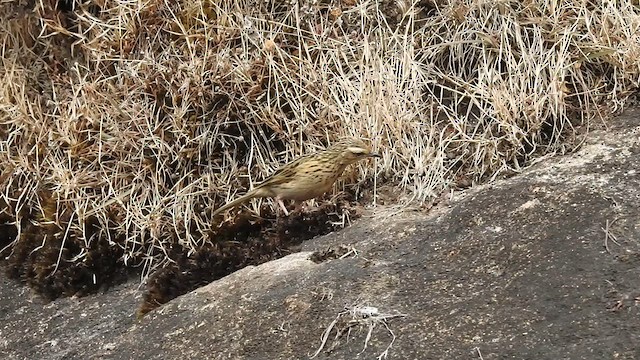 Nilgiri Pipit - ML613802884