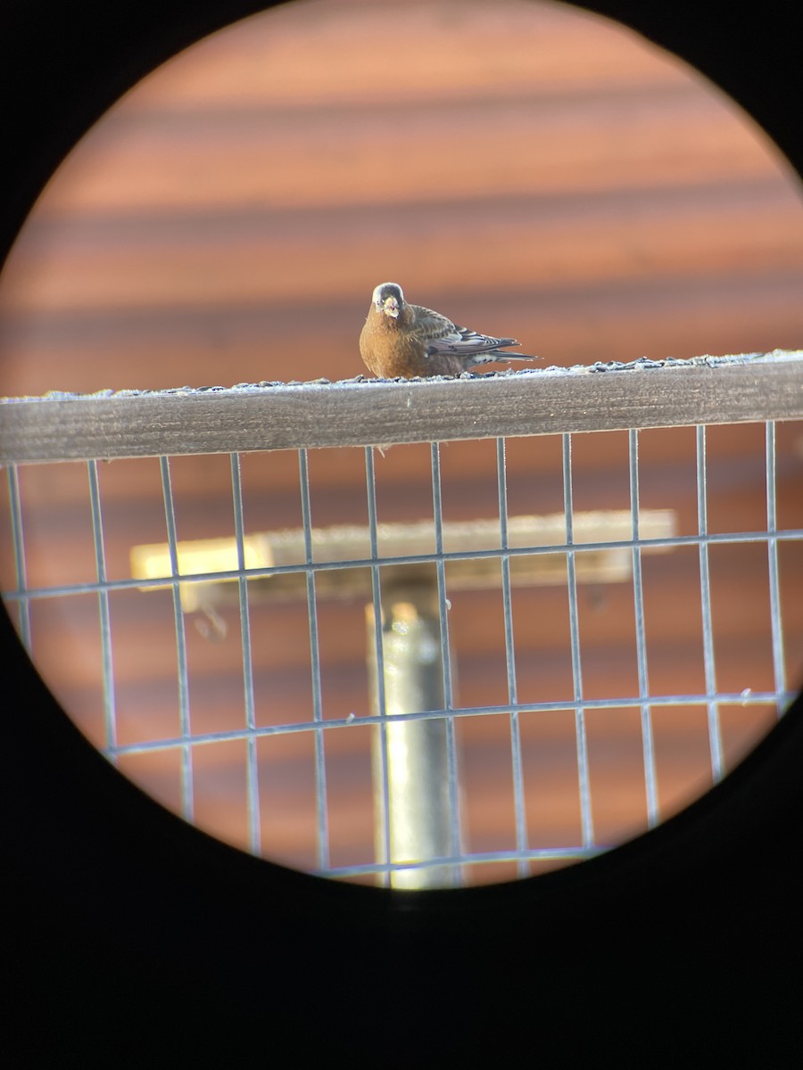Gray-crowned Rosy-Finch - ML613802895
