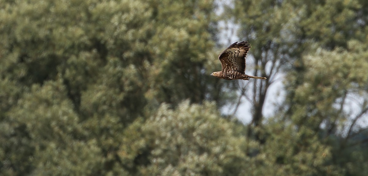 European Honey-buzzard - ML613802911