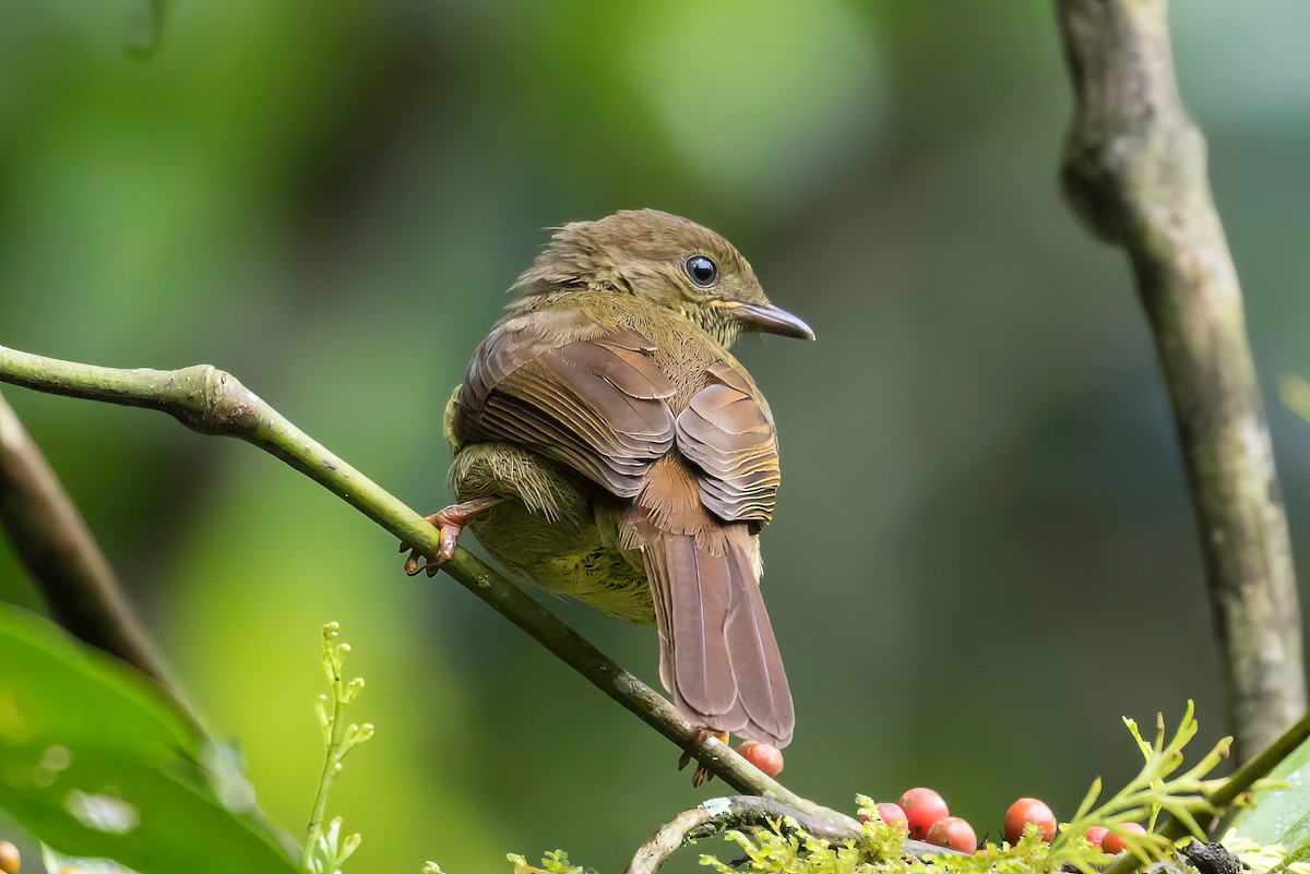 Little Greenbul - ML613802916