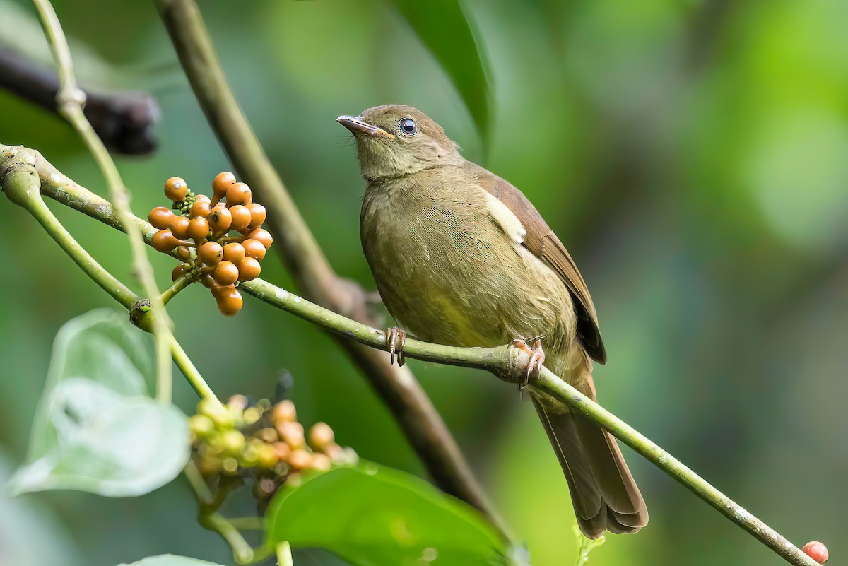 Little Greenbul - ML613802917
