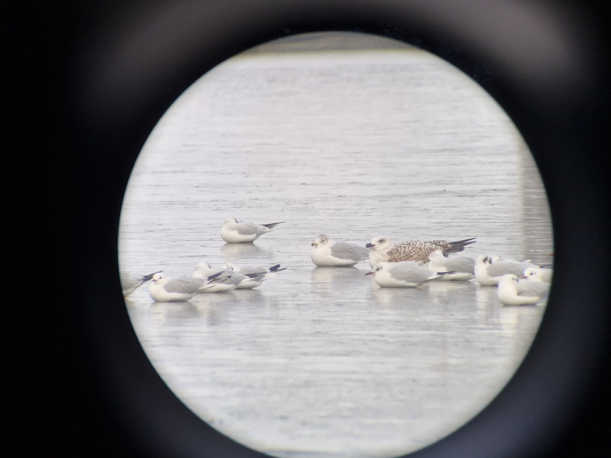 Ring-billed Gull - ML613802991