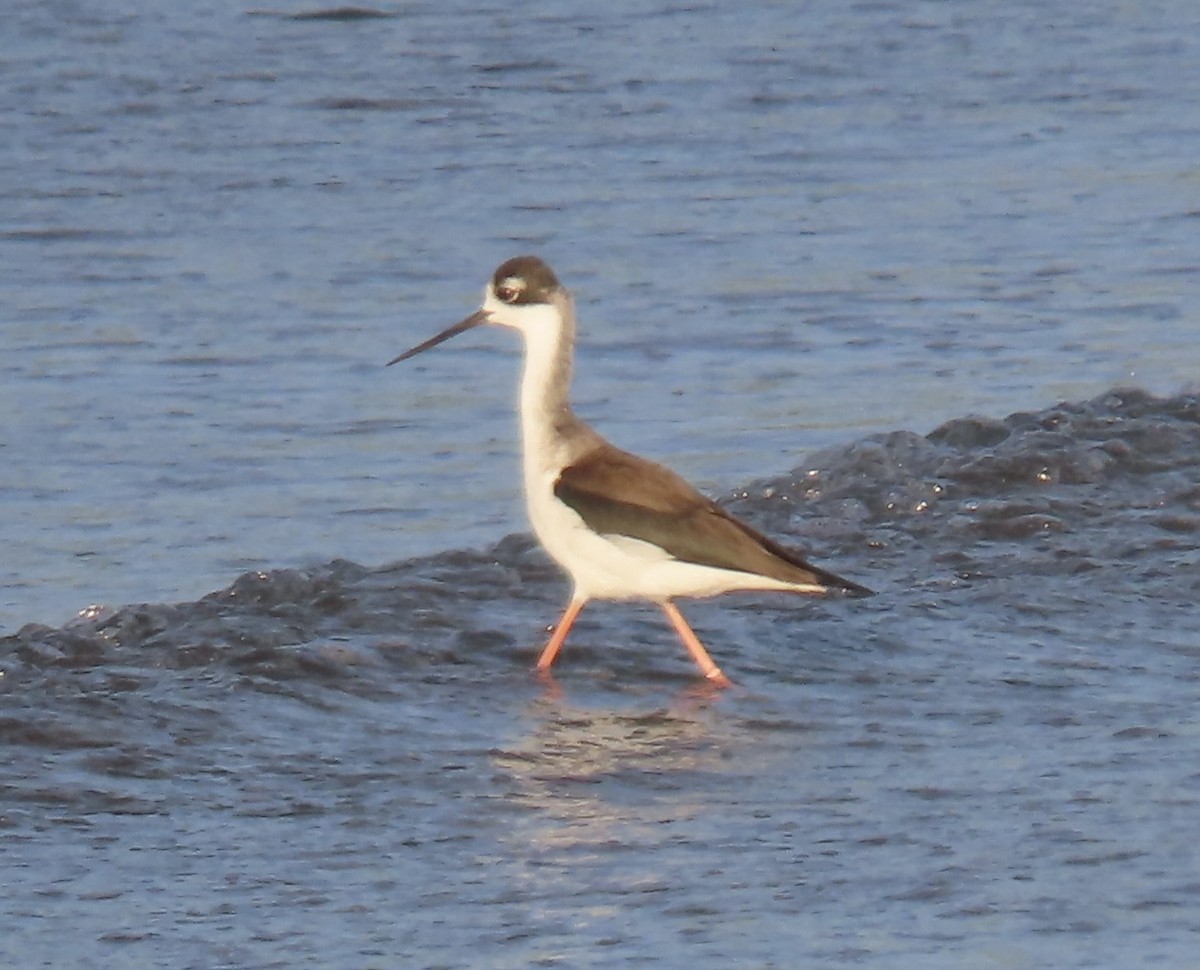 Cigüeñuela Cuellinegra - ML613803000