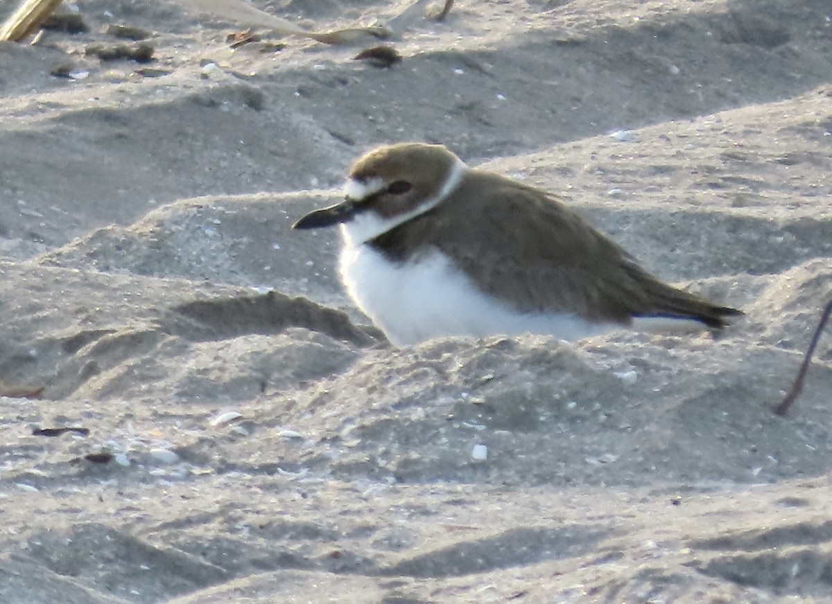 Wilson's Plover - ML613803004