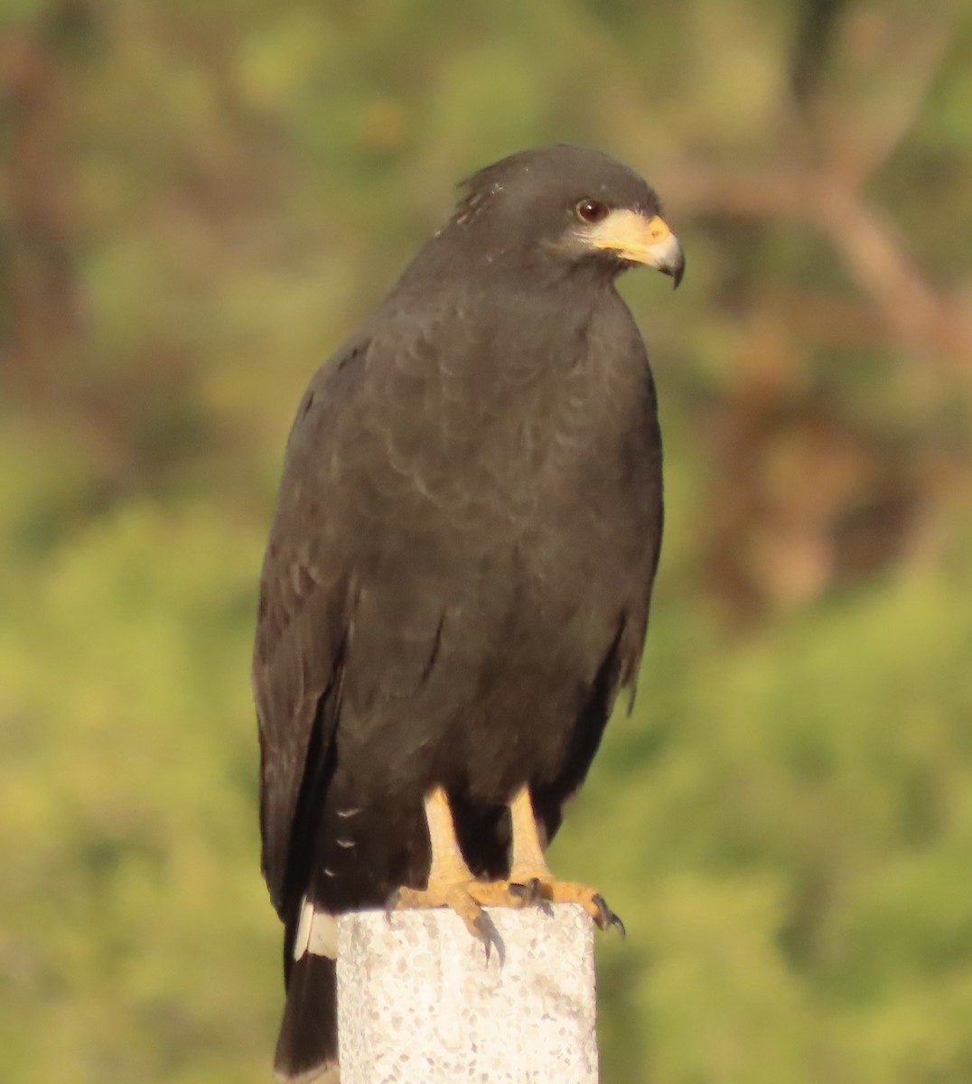 Common Black Hawk - ML613803012