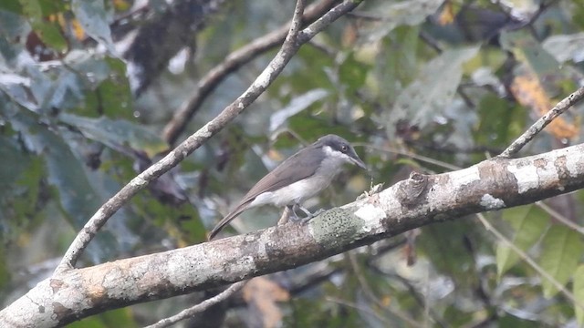 Malabar Woodshrike - ML613803106