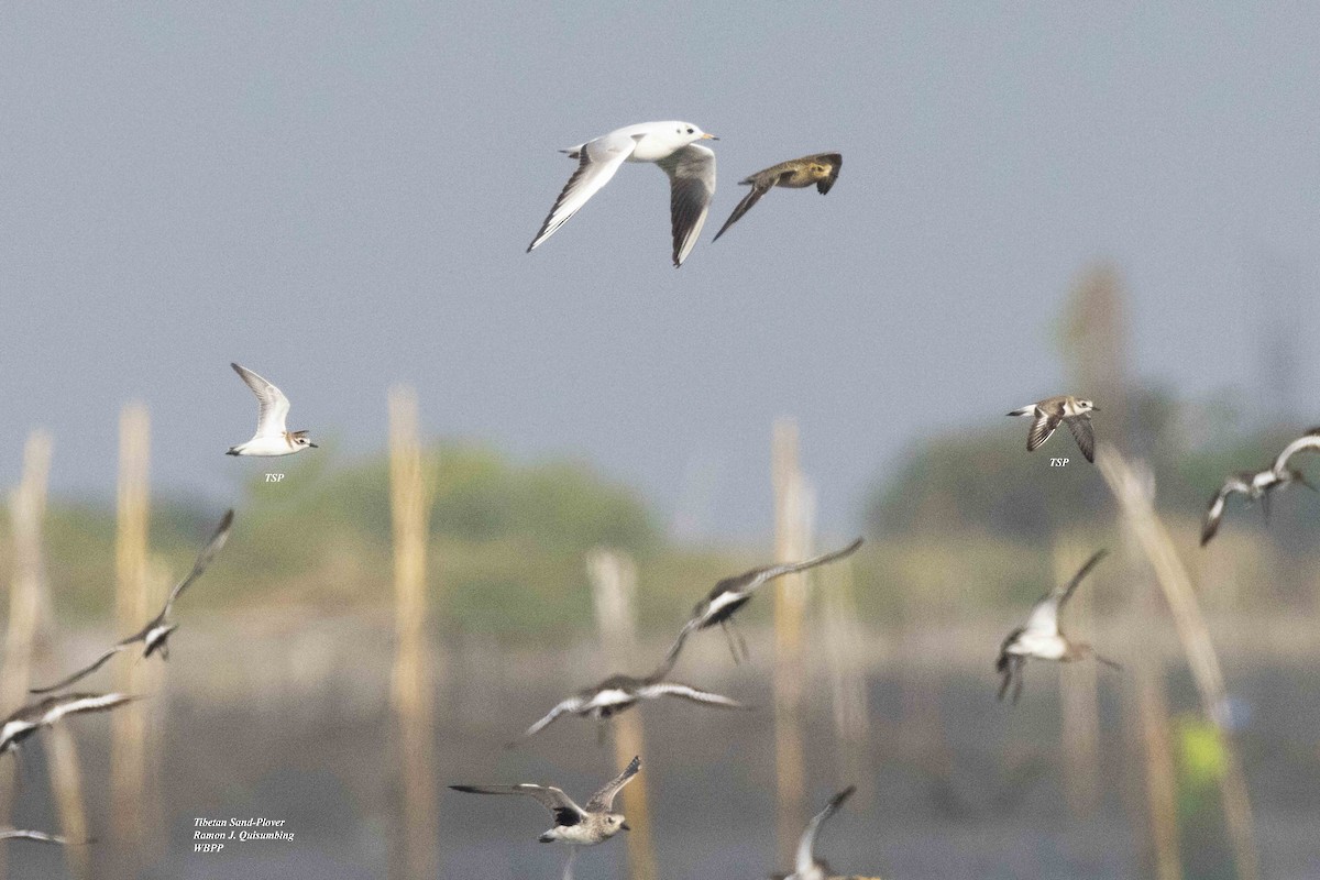 Tibetan Sand-Plover - ML613803177