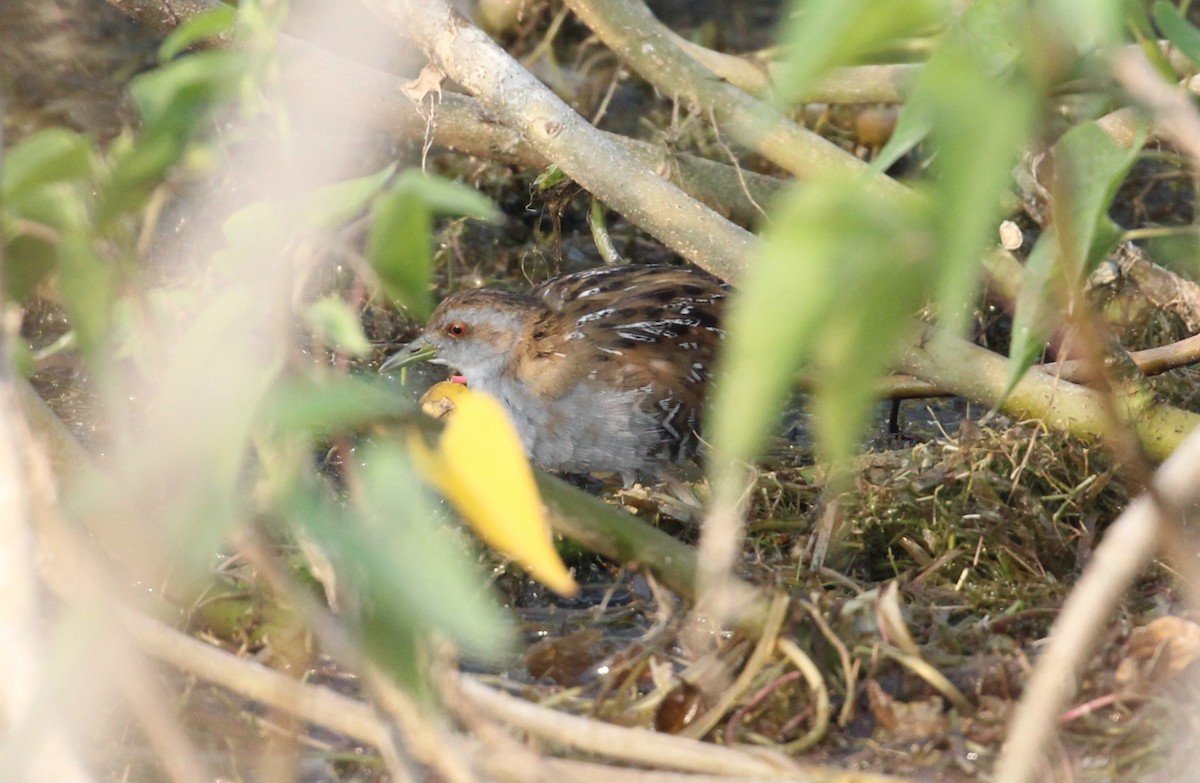 Baillon's Crake - ML613803206