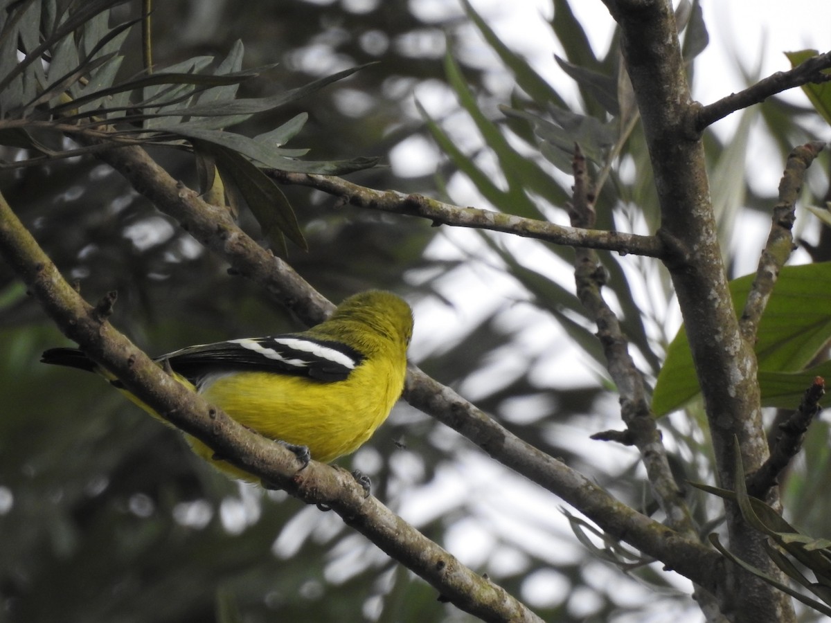 Common Iora - ML613803208