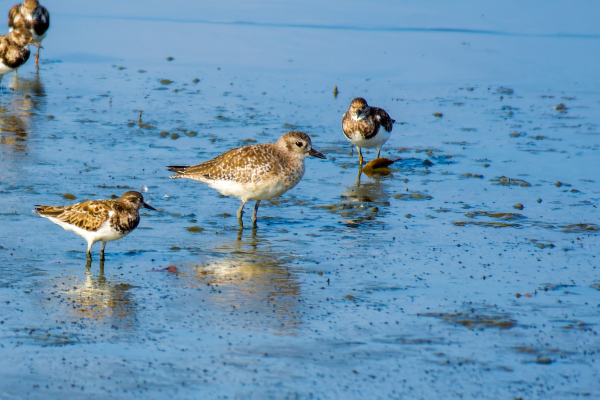 Black-bellied Plover - ML613803226