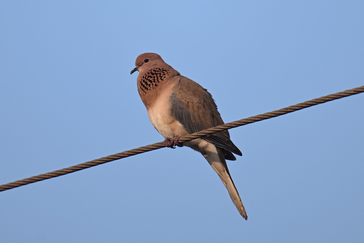 Laughing Dove - ML613803308