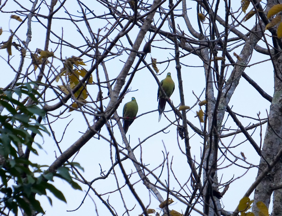 Pin-tailed Green-Pigeon - ML613803364