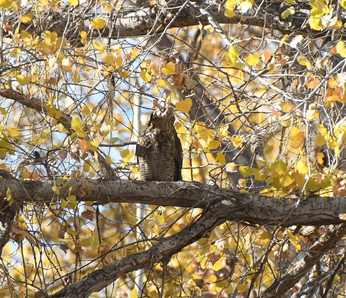 Great Horned Owl - ML613803458