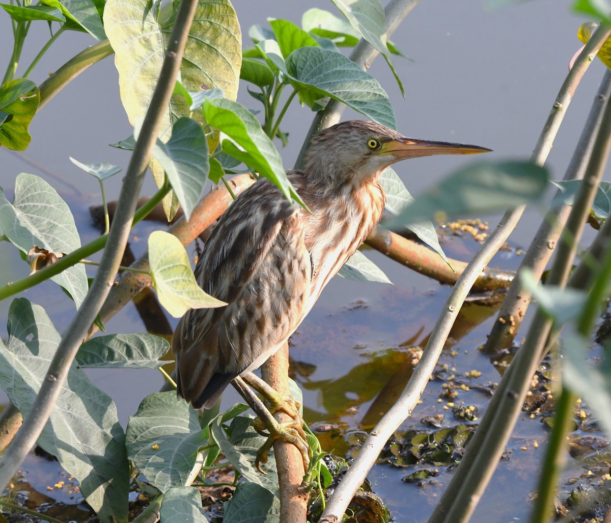 Yellow Bittern - ML613803472