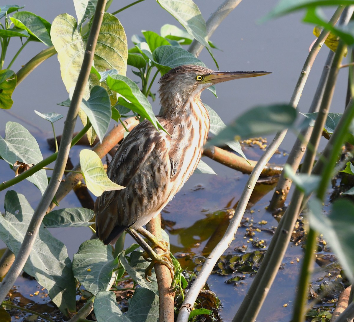 Yellow Bittern - ML613803523