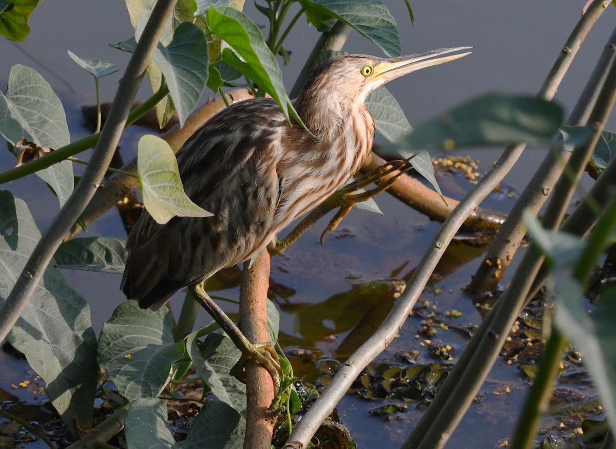 Yellow Bittern - ML613803560