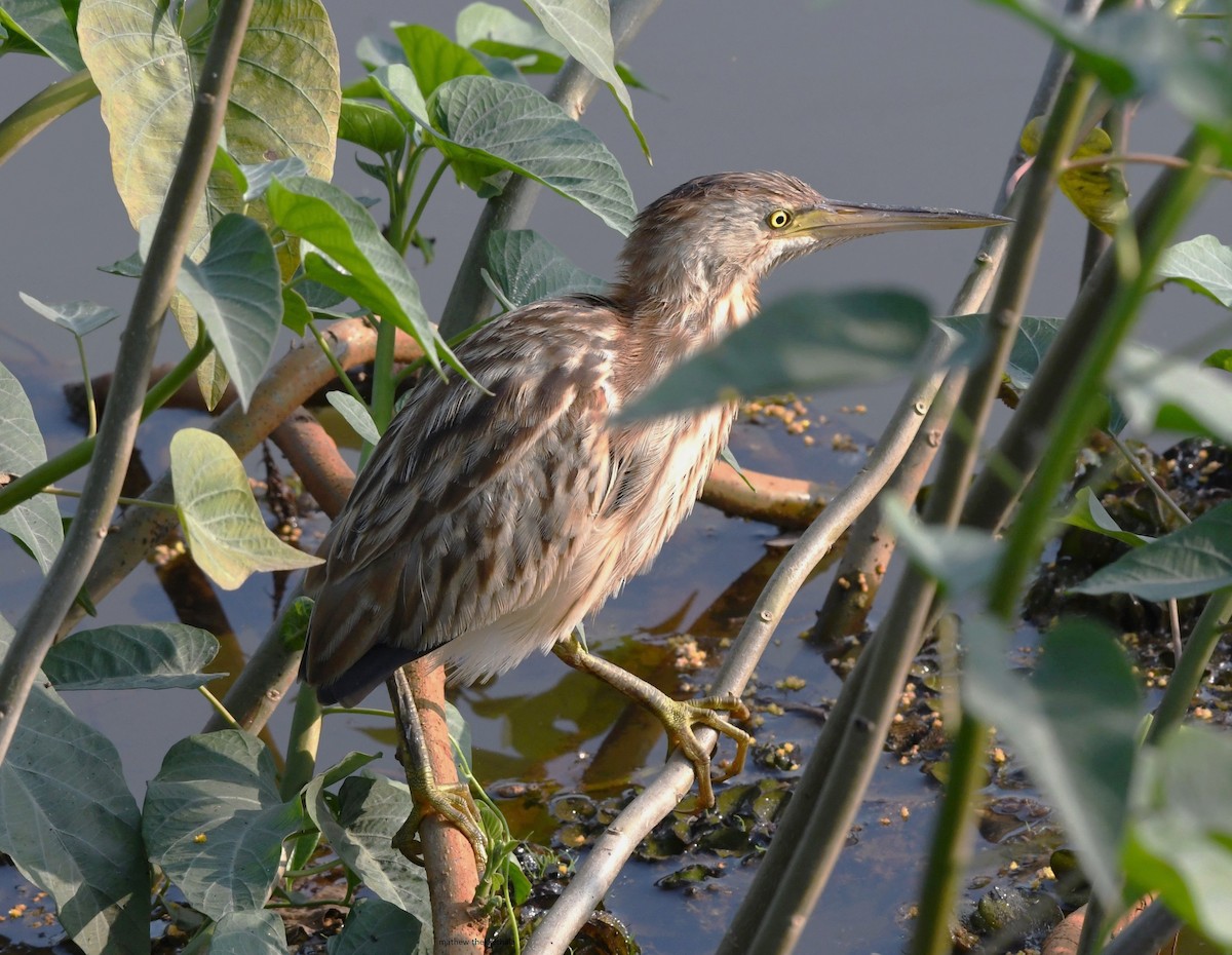 Yellow Bittern - ML613803642