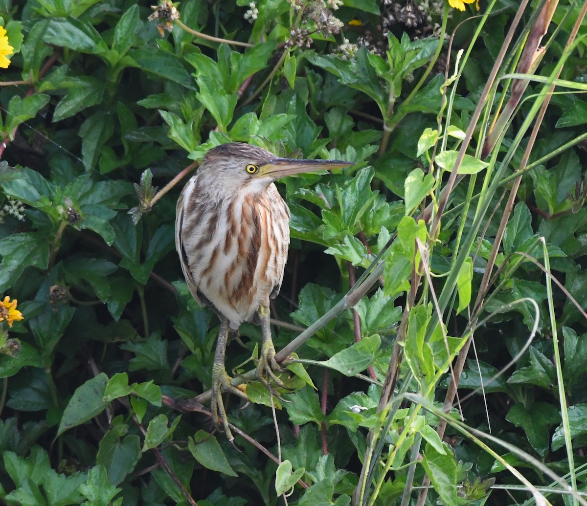 Yellow Bittern - ML613803753