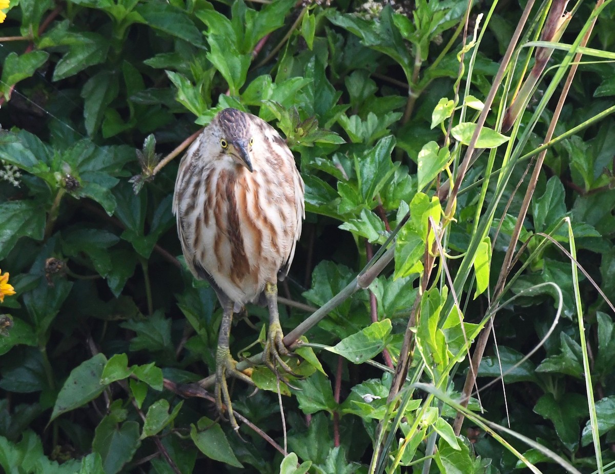 Yellow Bittern - mathew thekkethala