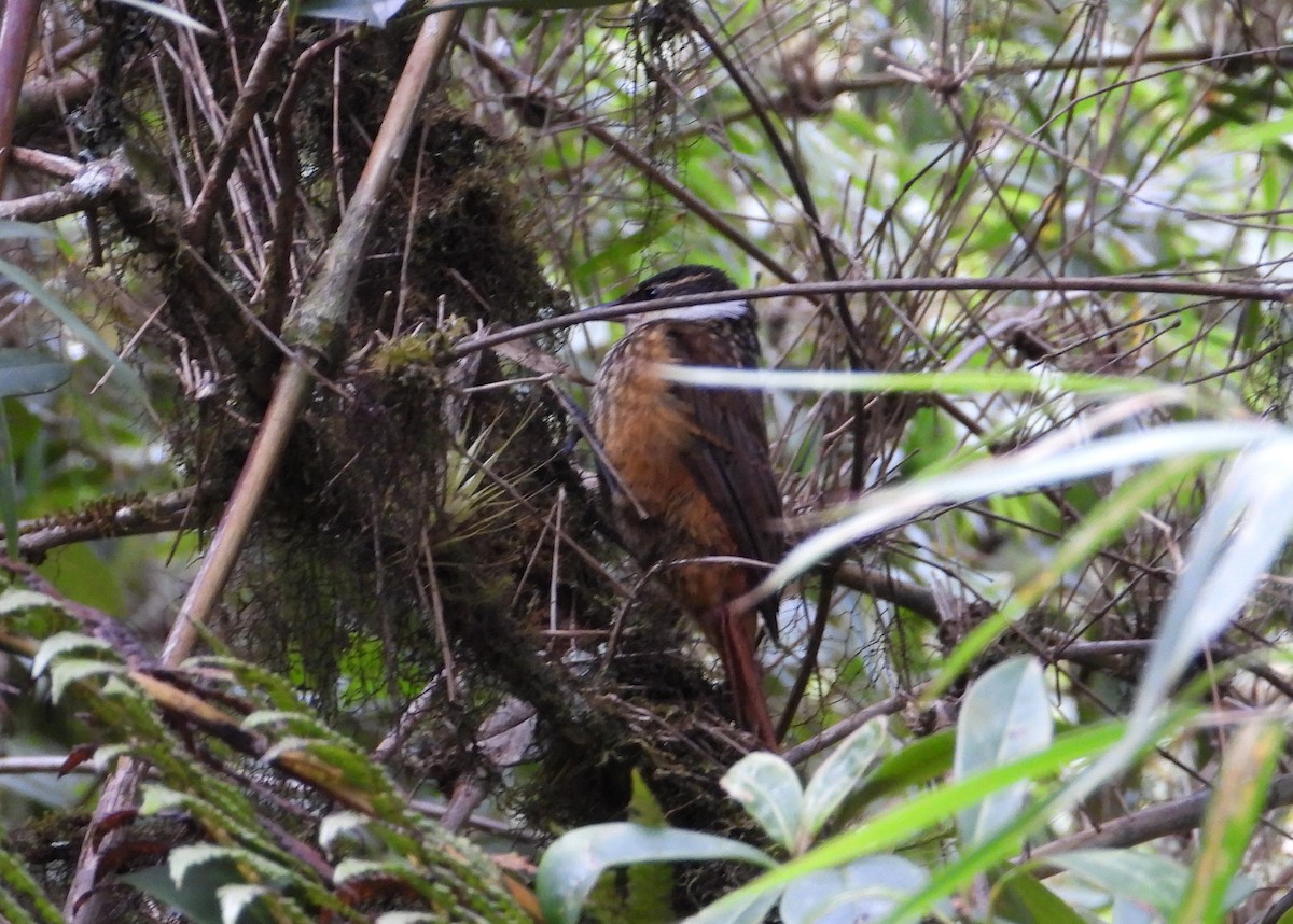 Trepamusgos Barbablanca Andino - ML613803819