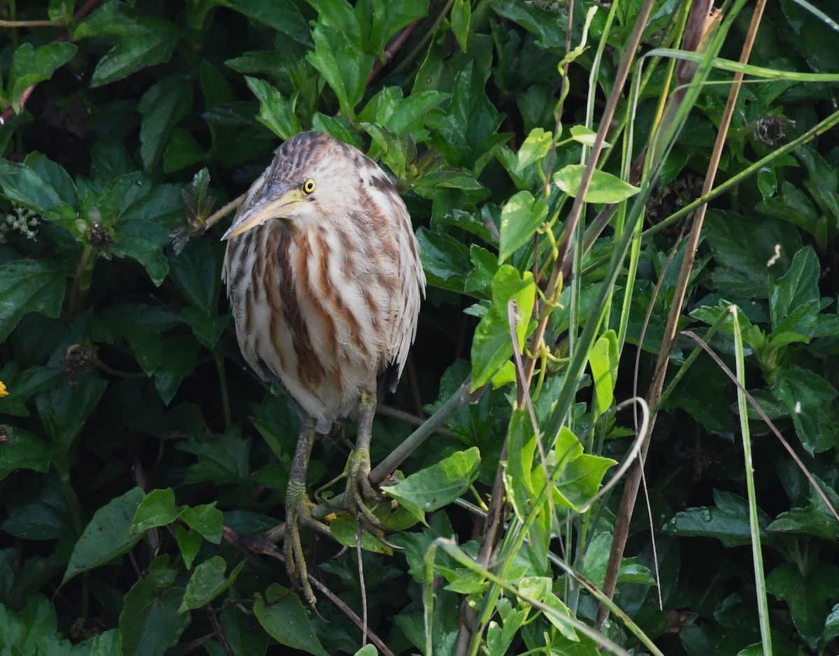 Yellow Bittern - ML613803826