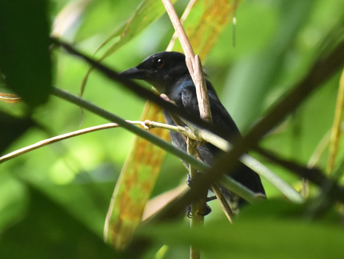 drongo sp. - ML613803897