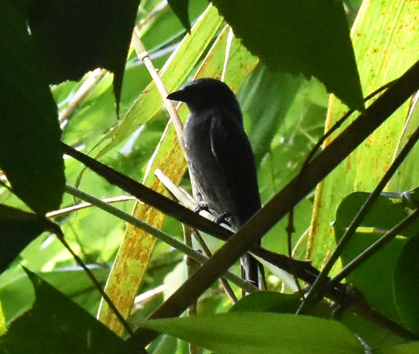 drongo sp. - ML613803899