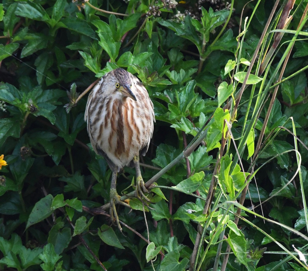 Yellow Bittern - ML613803906