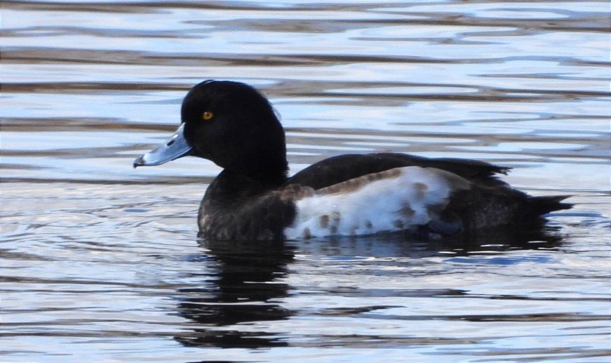 Tufted Duck - ML613803918