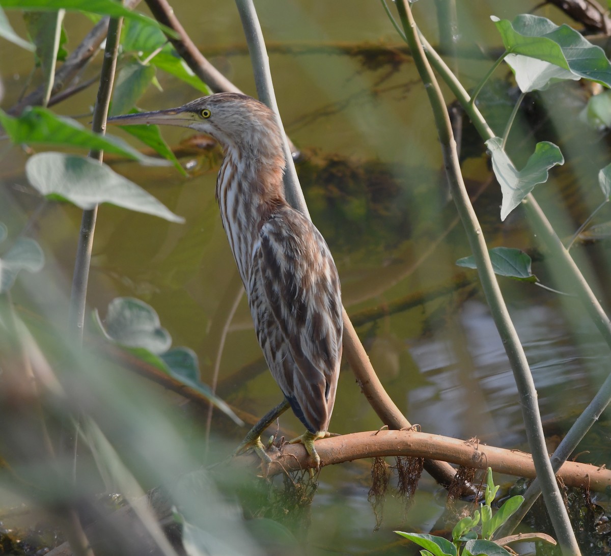 Yellow Bittern - ML613804015