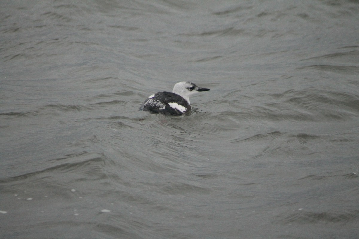 Black Guillemot - ML613804038