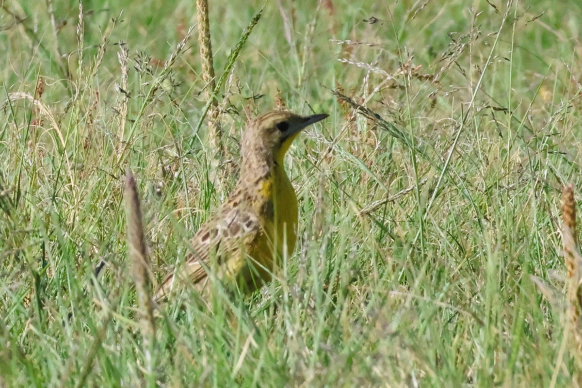 Yellow-breasted Pipit - Audrey Whitlock