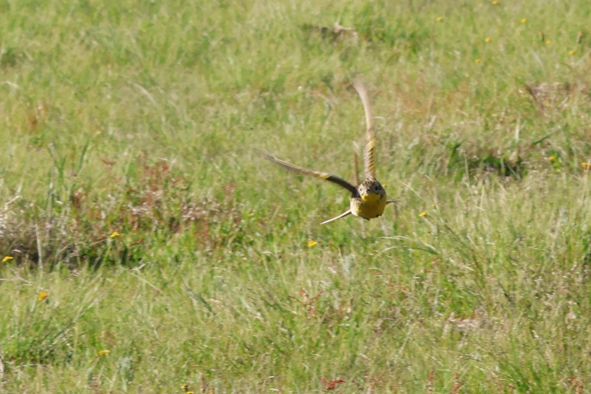 Yellow-breasted Pipit - ML613804047