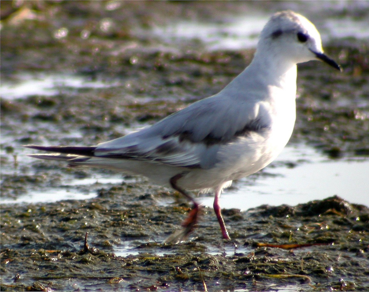 Little Gull - ML613804049