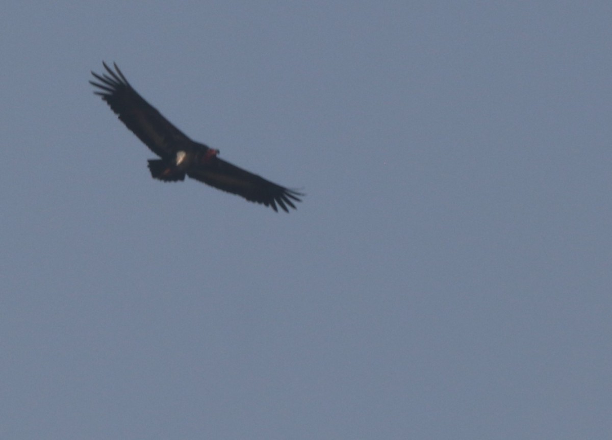 Red-headed Vulture - ML613804097