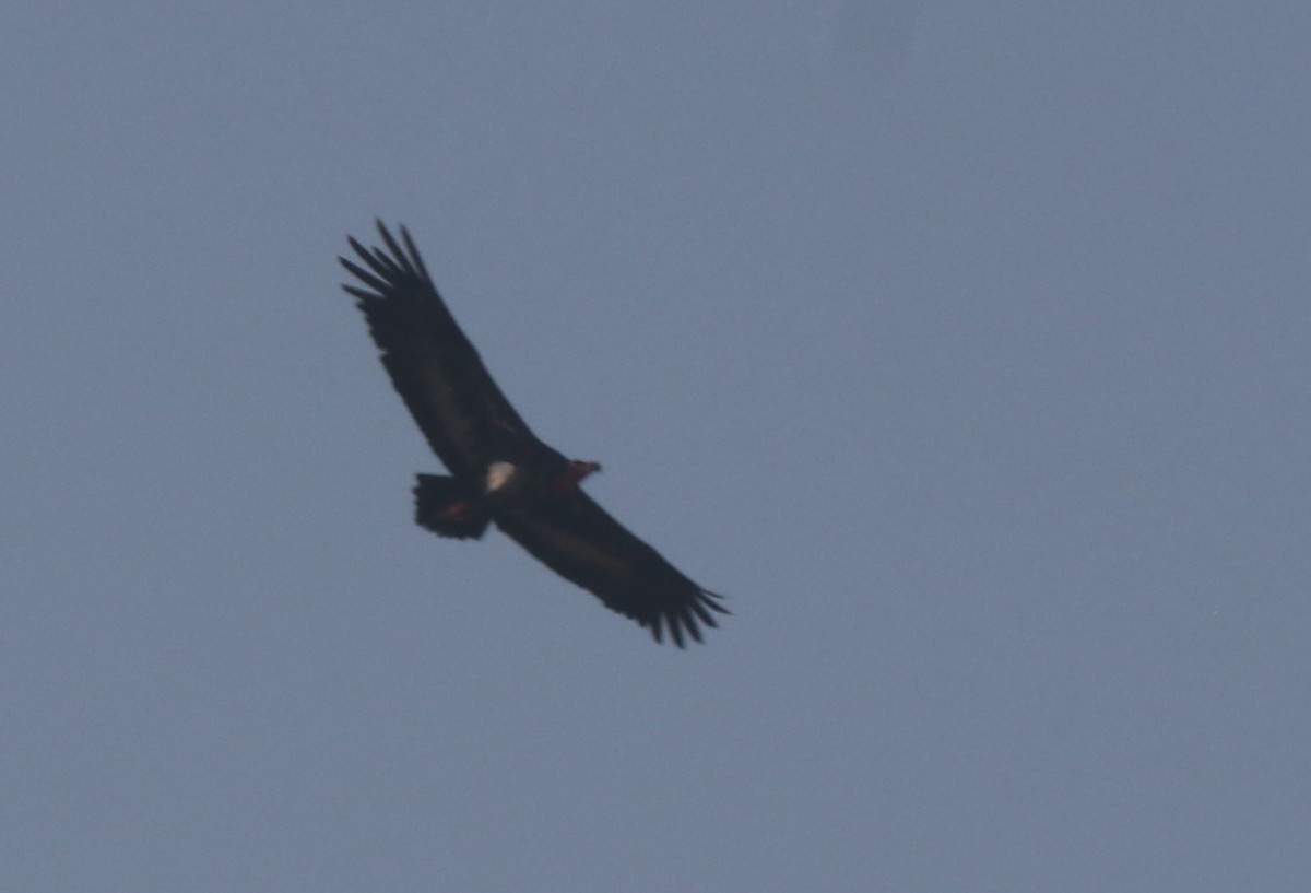 Red-headed Vulture - ML613804105