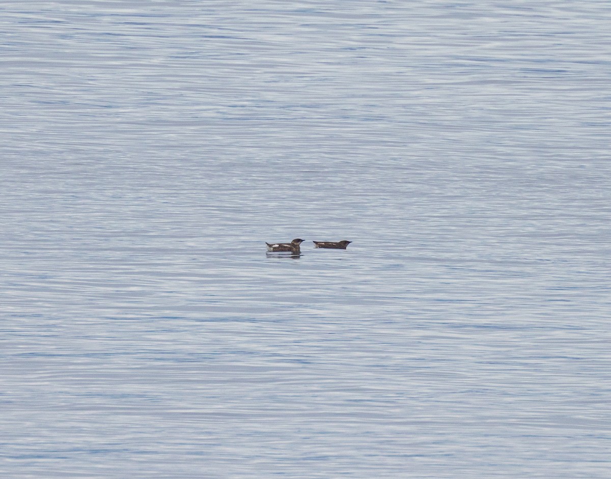 Guillemot marbré - ML613804127