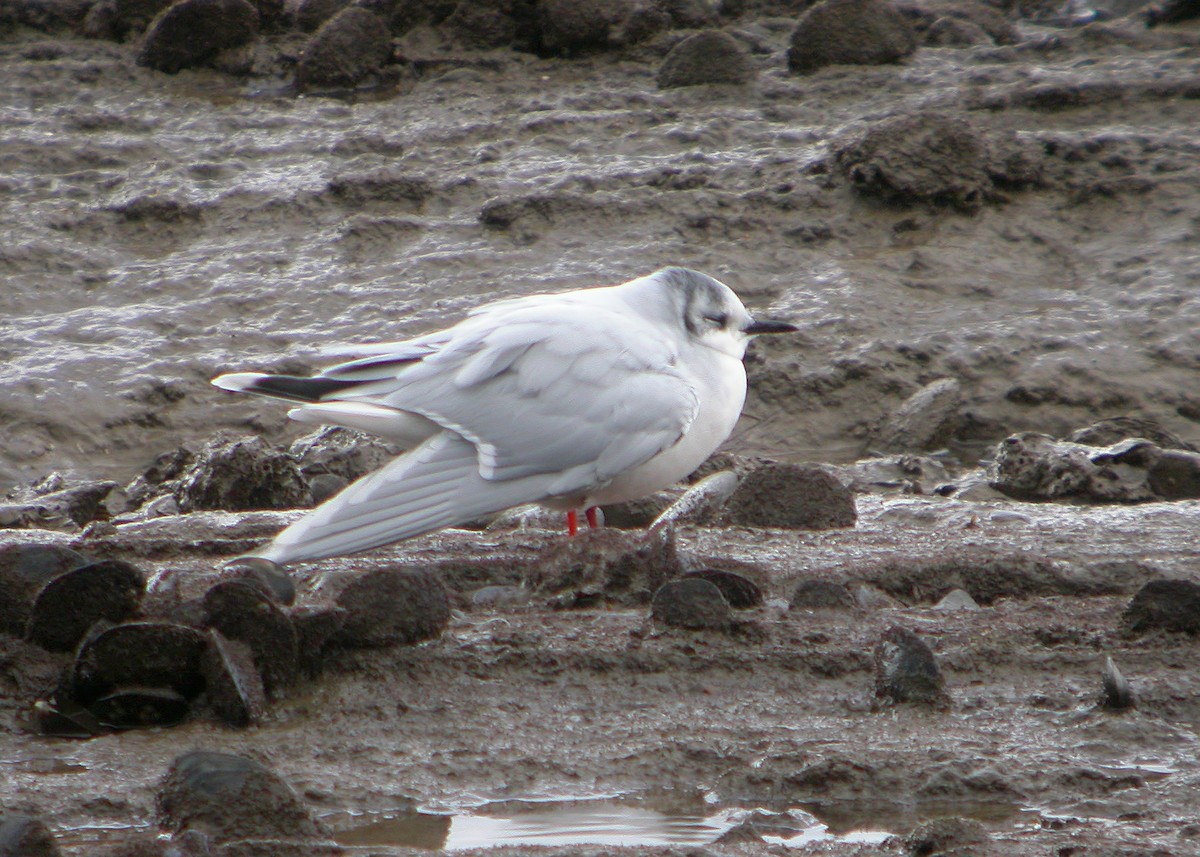 Mouette pygmée - ML613804135