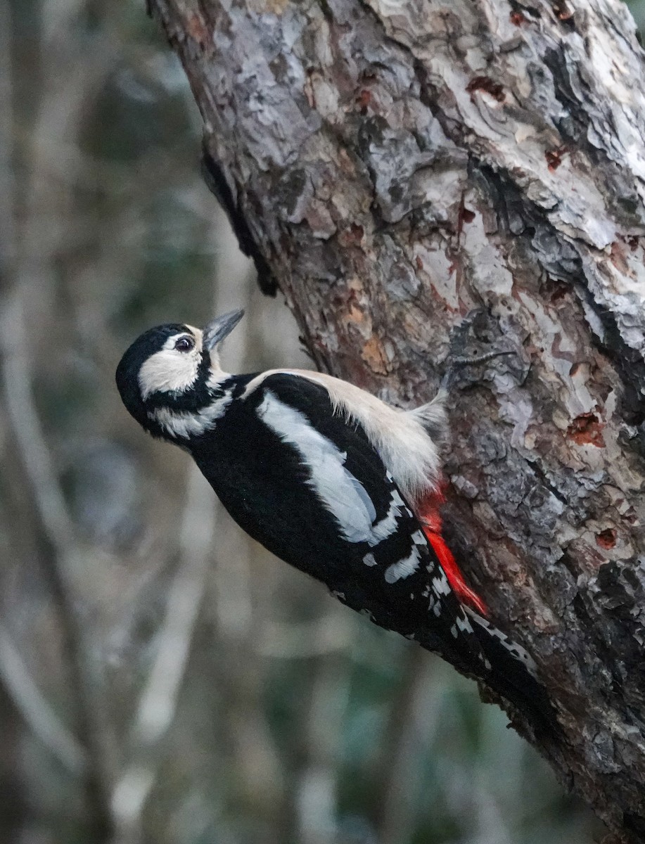 Great Spotted Woodpecker - ML613804254