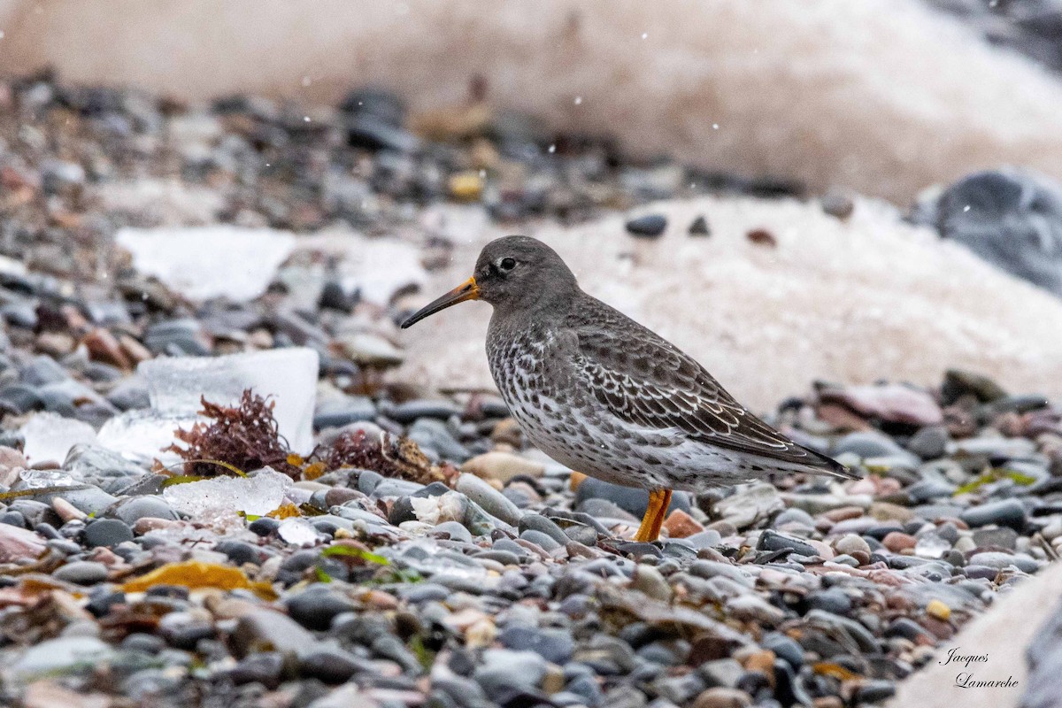 Purple Sandpiper - ML613804281