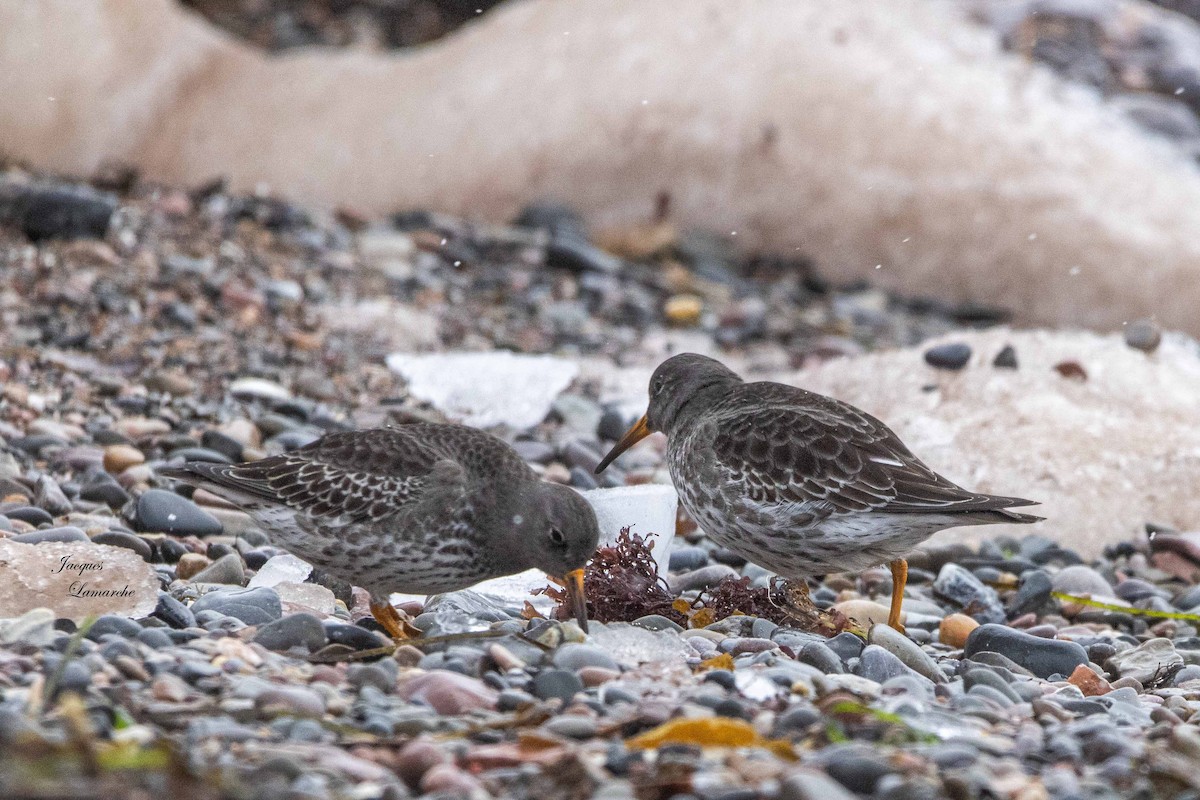 Purple Sandpiper - ML613804282