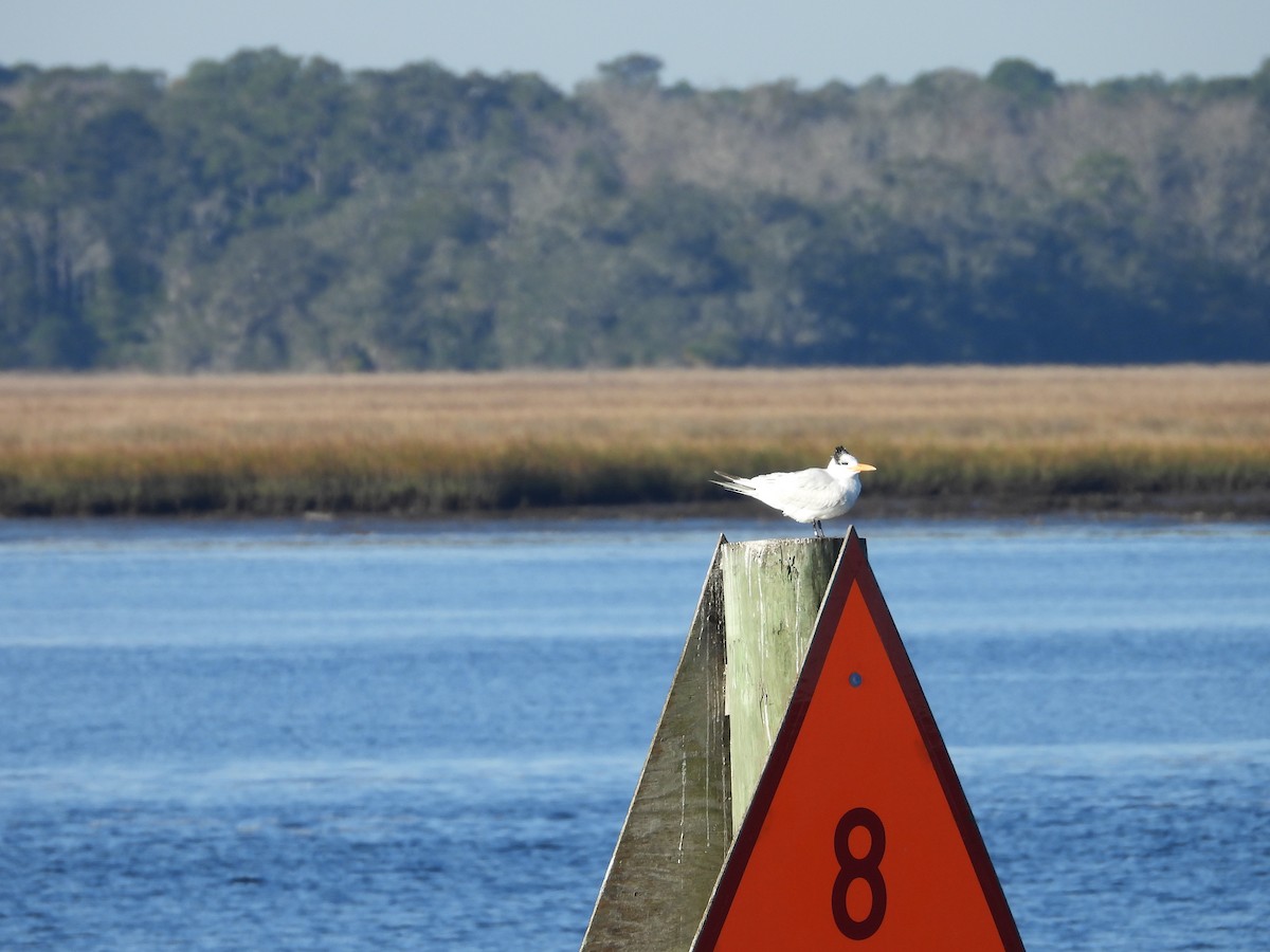 Royal Tern - ML613804344