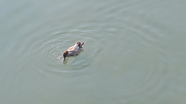 Falcated Duck - ML613804380